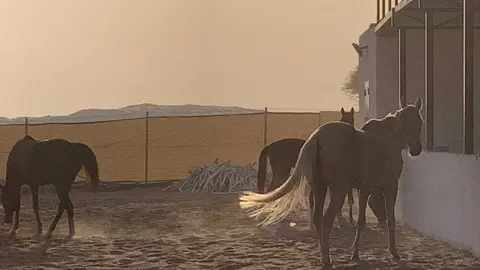 Una imagen de una granja en Emiratos. (EL CORREO)