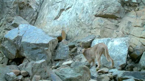 El lince árabe en las montañas del emirato de Fujairah. (WAM)