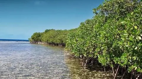 Manglares de Abu Dhabi. (Instagram)