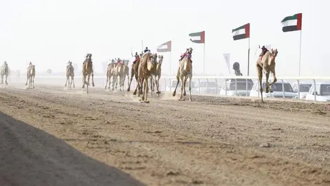 Carreras de camellos en Abu Dhabi. (WAM)