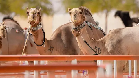 Una imagen de camellos participantes en el concurso en Abu Dhabi. (WAM)