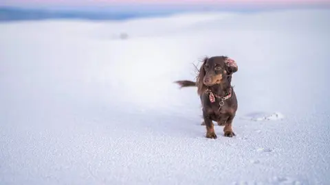 Mantener un perro en Dubai implica un coste estimado de entre 300 y 600 dirhams al mes. (Fuente externa)
