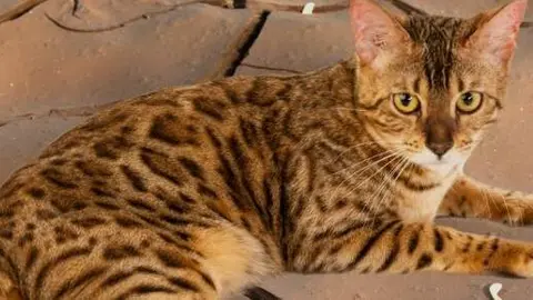 El gato salvaje es similar a un leopardo, (Fuente externa)