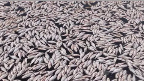 Imagen de peces muertos publicada en el perfil de Instagram de la agencia.