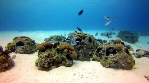 Imagen del fondo marino de EAU. (WAM)