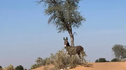 Un burro abandonado en el emirato de Ras Al Khaimah. (EL CORREO)