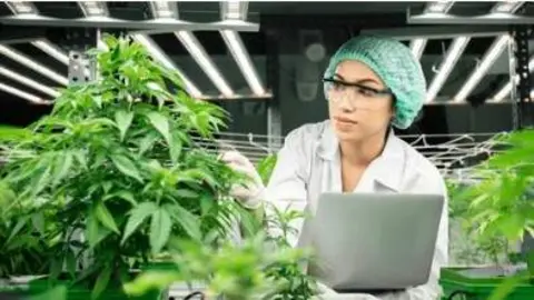 Plantaci&oacute;n de c&aacute;nnabis para uso medicinal. (Fuente externa)