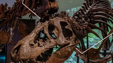 F&oacute;siles en el Museo Nacional de Abu Dhabi. (X)