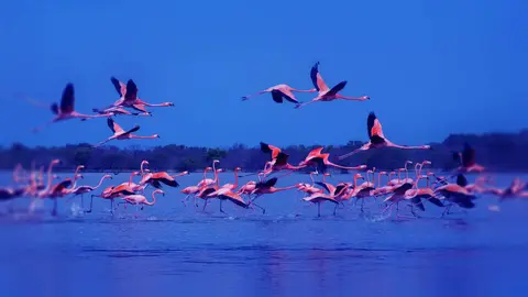 Flamencos en los manglares de Ajman. (WAM)