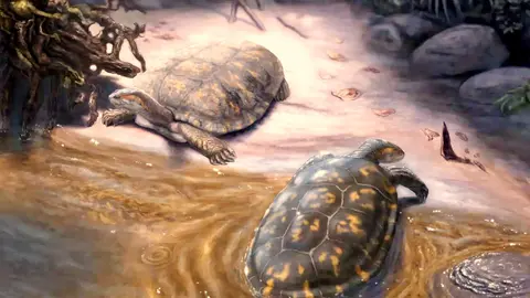 La tortuga ha sido presentada a la sociedad planetaria con el nombre de Shakyremys colombiana en la publicaci&oacute;n 'Papers in Palaeontology'. (Fuente externa)