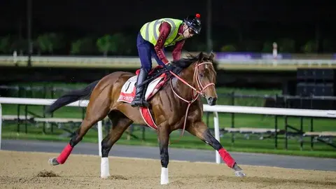 Un caballo de carreras. (WAM)