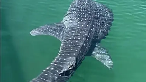 Captura de pantalla del v&iacute;deo del tibur&oacute;n difundido. (Instagram)