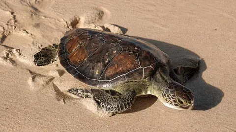 Una de las tortugas liberadas en la playa de Jumeirah. (WAM)