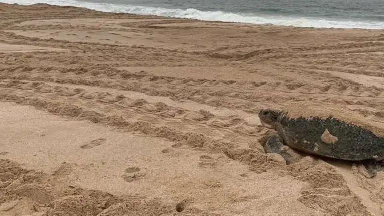 Tortuga verde en las costas de Om&aacute;n. (ELCORREO)