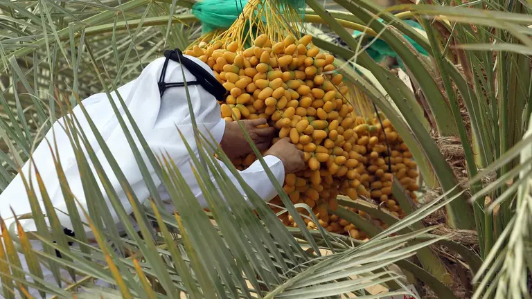 Un emirat&iacute; recolecta d&aacute;tiles. (WAM)