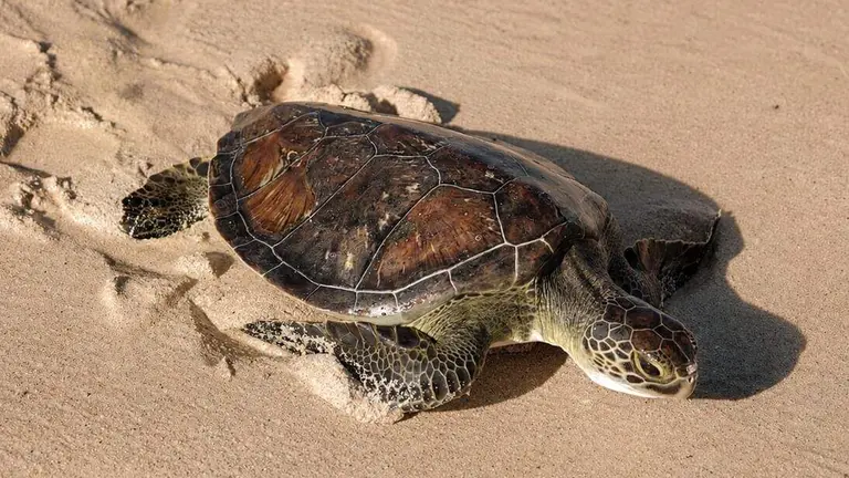 Una de las tortugas liberadas en la playa de Jumeirah. (WAM)