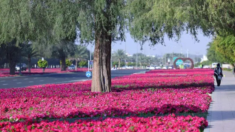 Flores en Al Ain. (WAM)