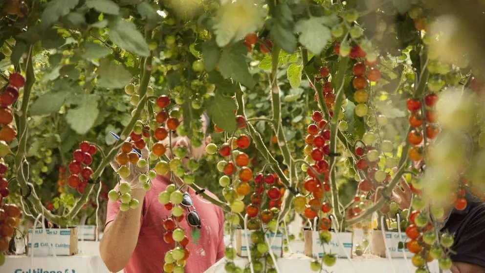 Tomates en una granja de EAU. (WAM)
