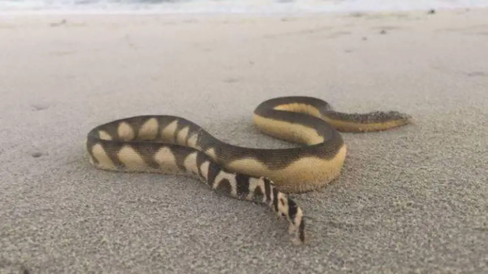 Una serpiente marina en Abu Dhabi. (Agencia de Medio Ambiente de Abu Dhabi)