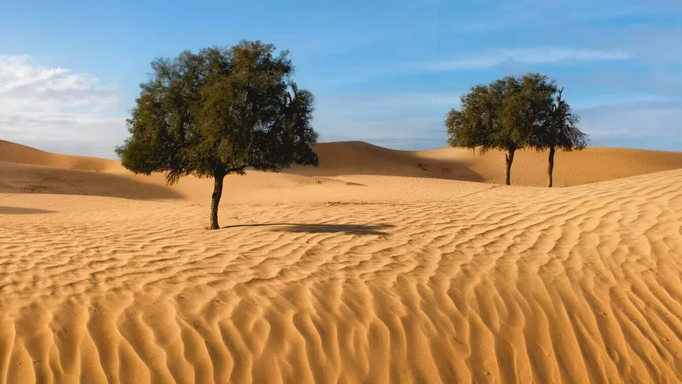 El árbol Ghaf en el desierto de Emiratos. (WAM)