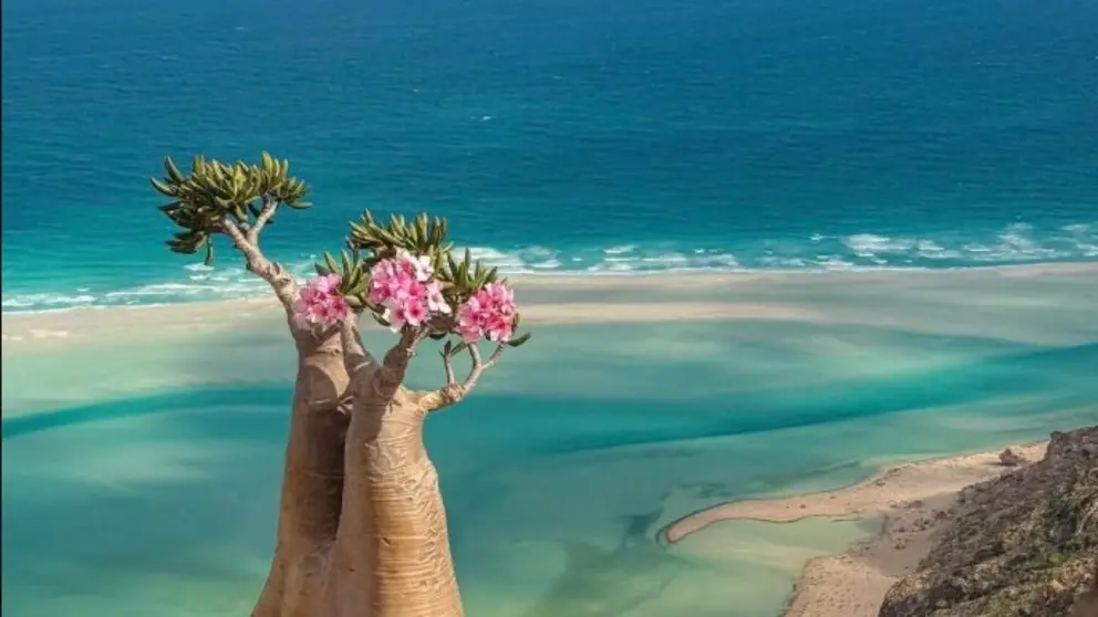 Una imagen de la isla de Socotra. (X)