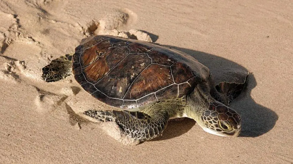 Una de las tortugas liberadas en la playa de Jumeirah. (WAM)