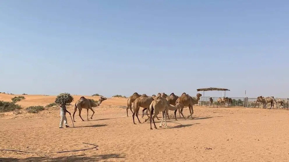 Una imagen del desierto de EAU en verano. (EL CORREO)