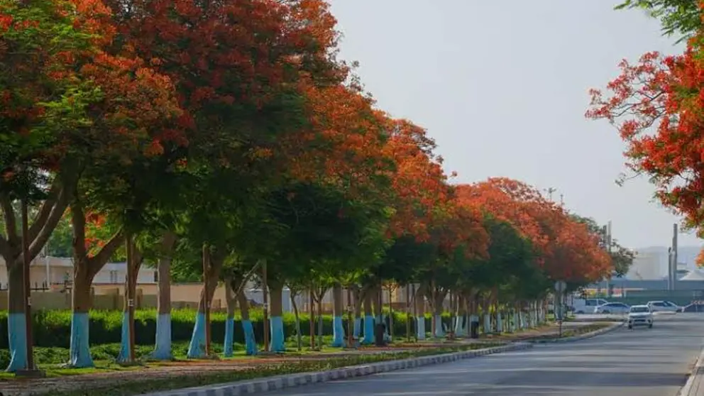 Una calle de la ciudad con &aacute;rboles de fuego. (Dubai Future Foundation)