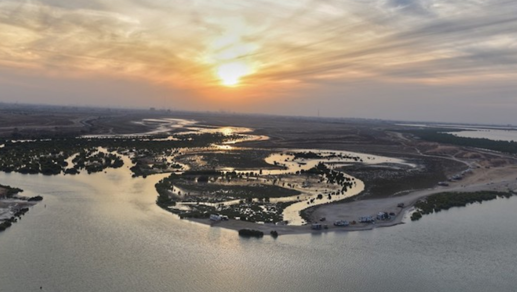 Manglares en Umm Al Quwain. (Twitter)