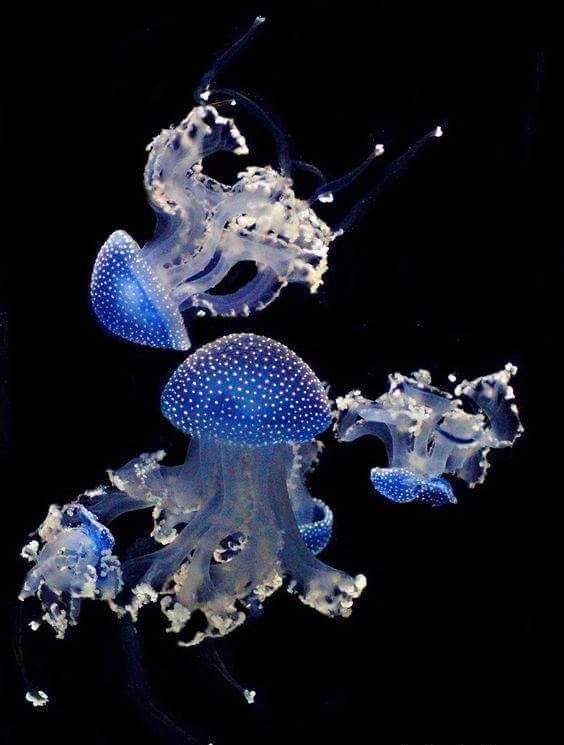 Medusas azules. (Twitter)