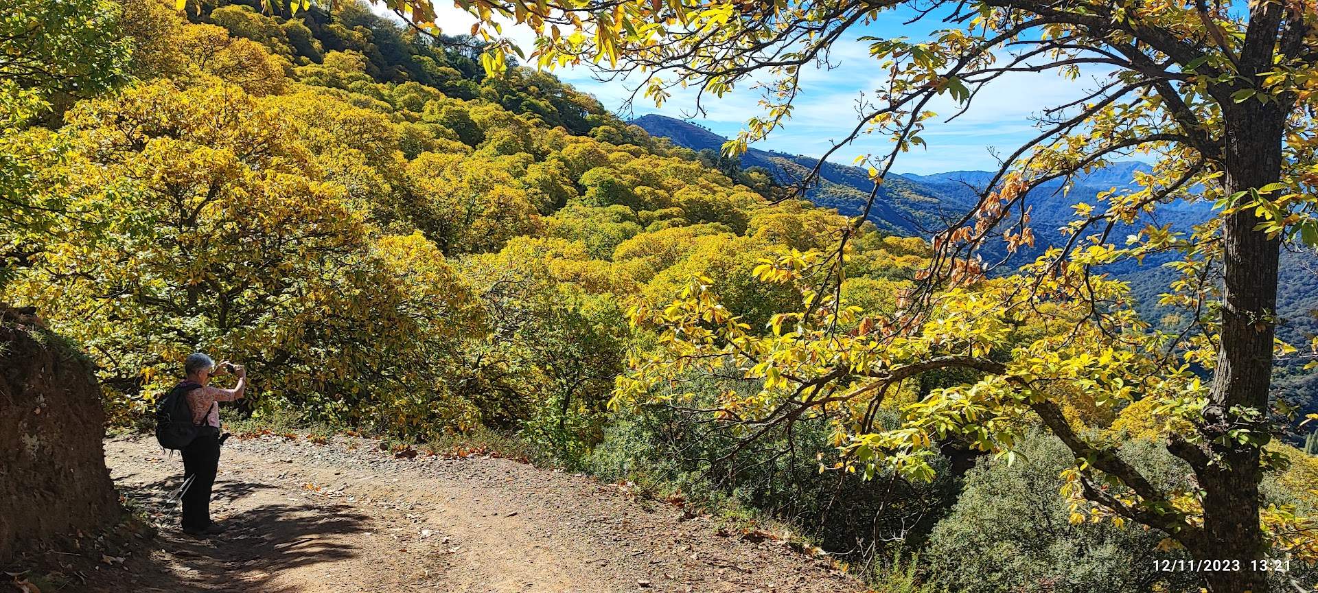 Uno de los castañares del Genal, que en otoño adquiere intensos tonos amarillos