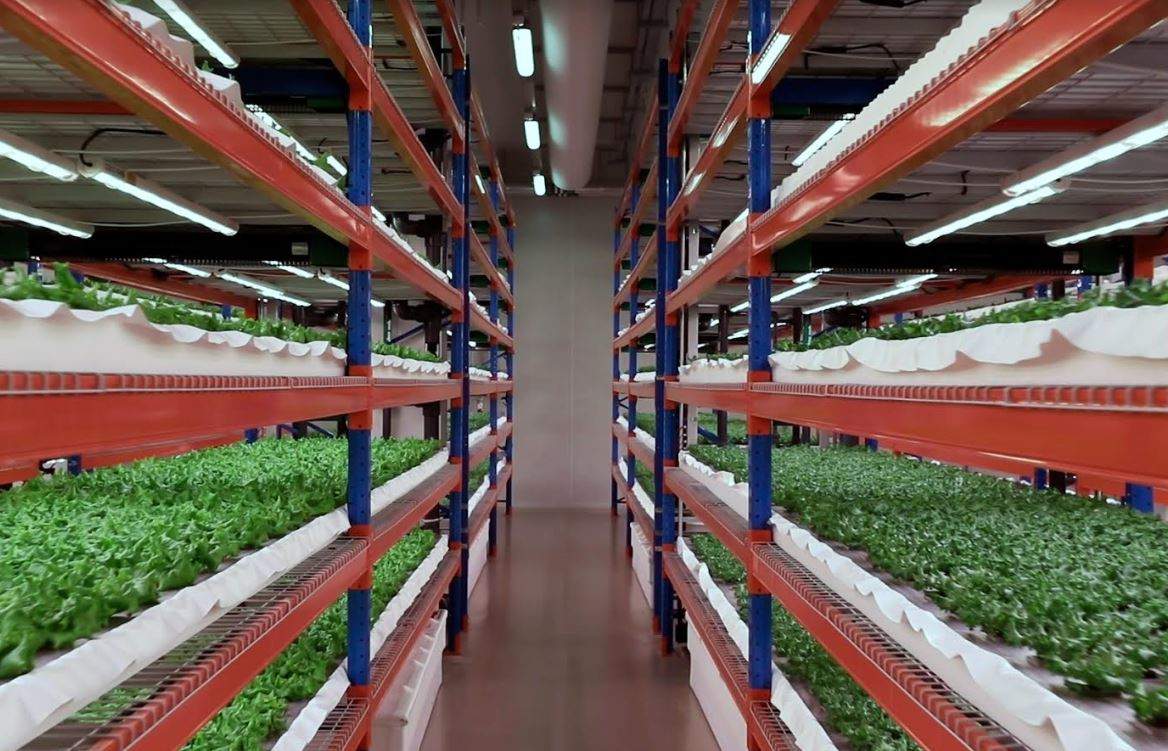 Perspectiva de la instalación de agricultura vertical. (WAM)