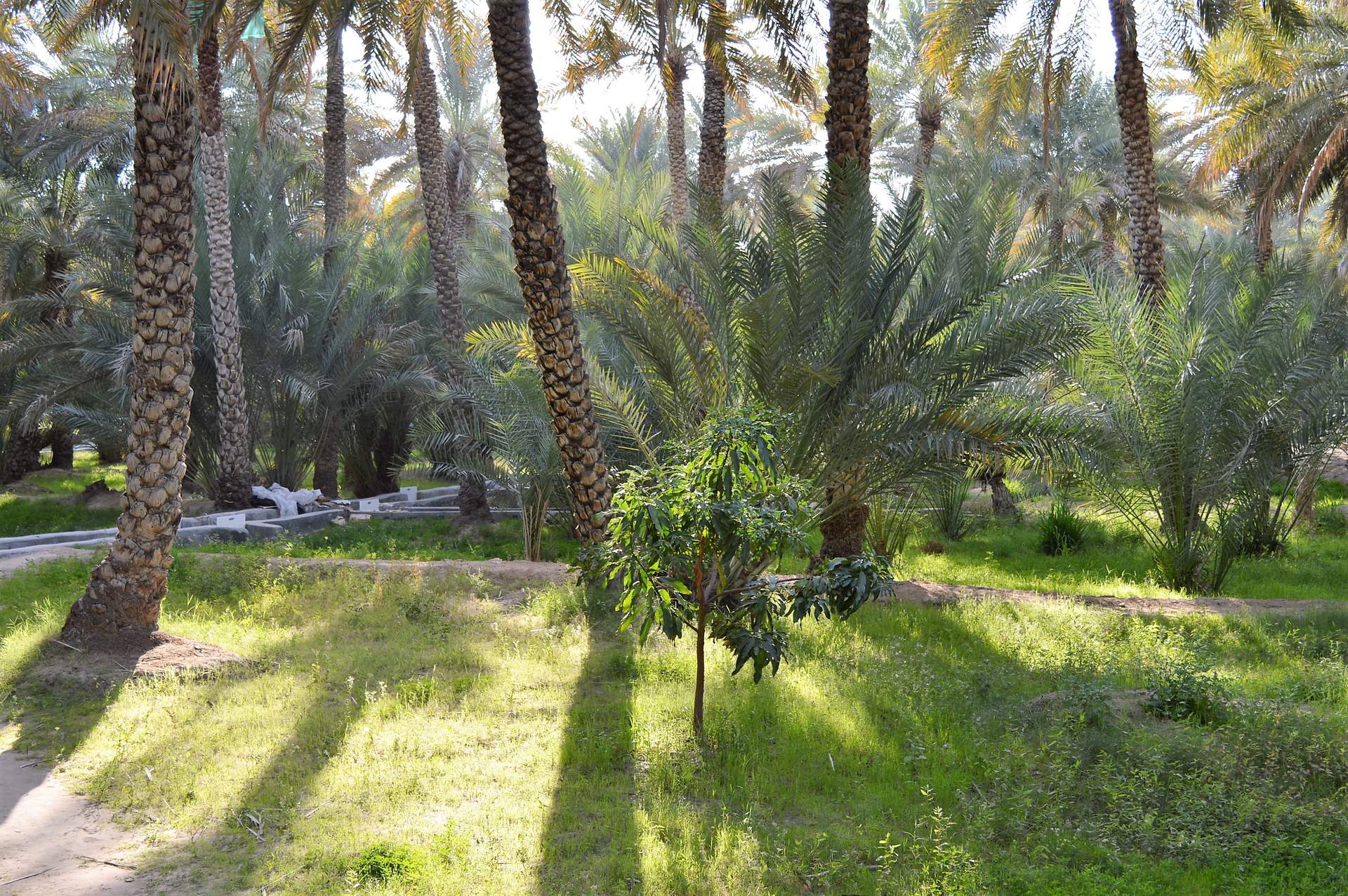 Oasis de Al Ain. El primer sitio del patrimonio mundial de la UNESCO en los Emiratos Árabes Unidos. Imagen: Suministrada