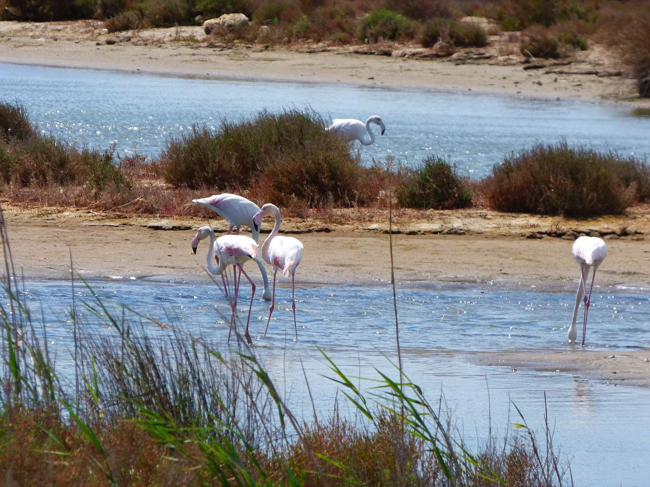 Parque Nacional de Ras Al Khor. (Imagen Suministrada)