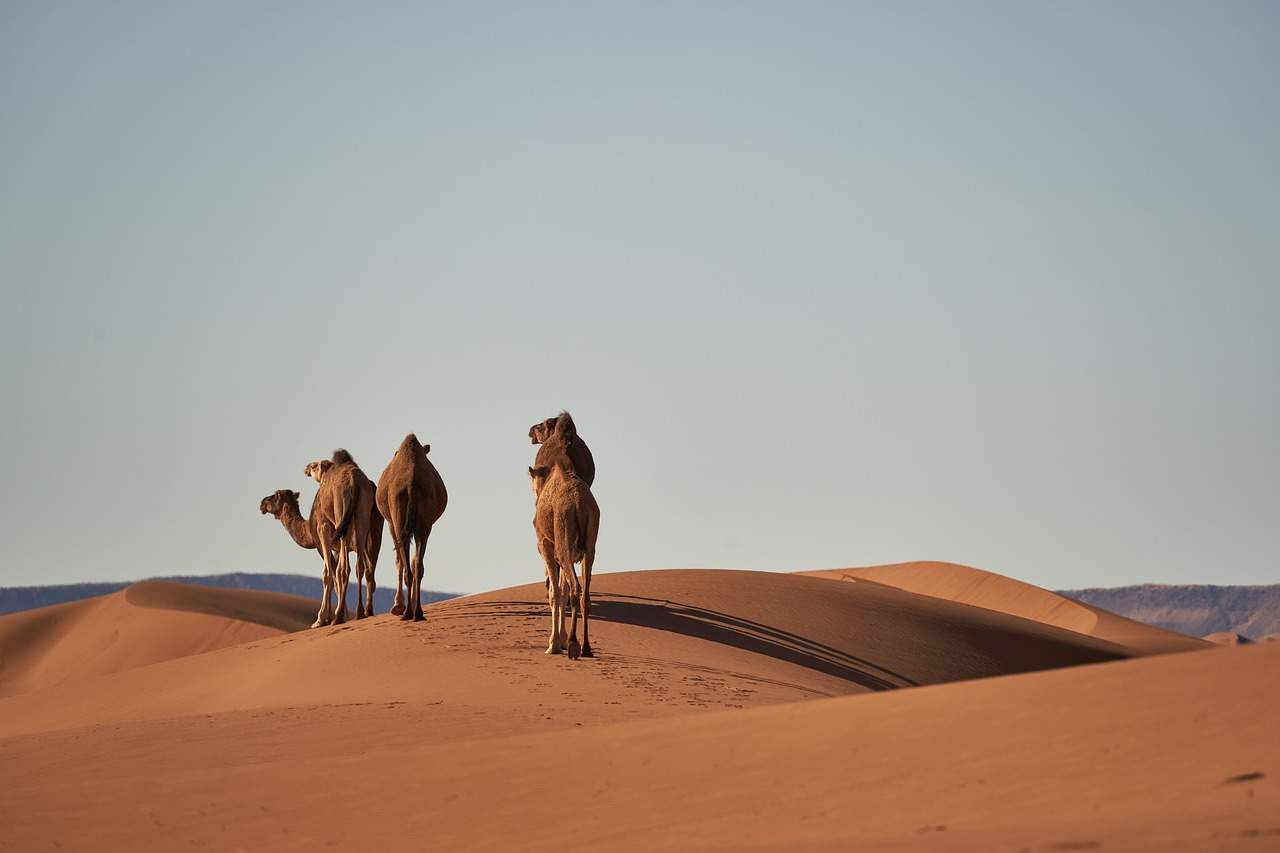 camels-4134934_1280
