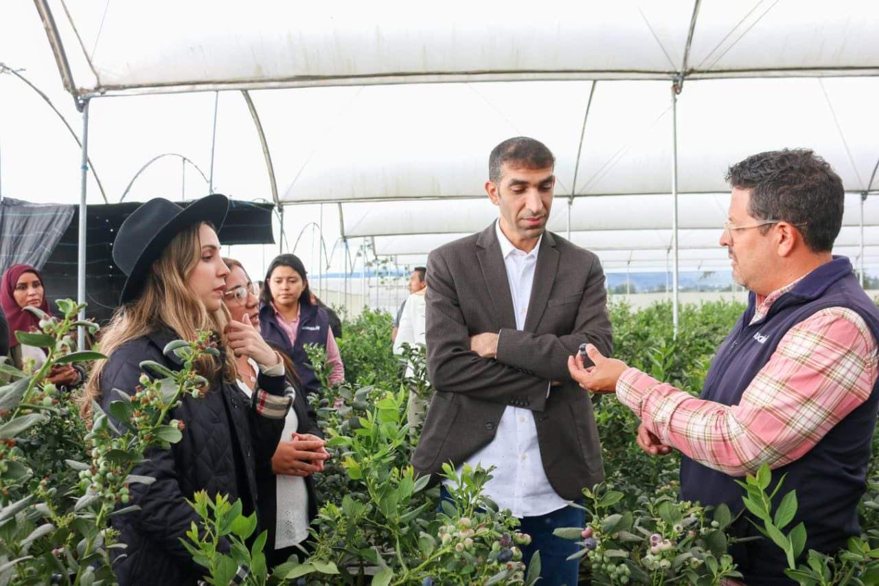 El ministro emiratí visita una plantación de arándanos. (X)
