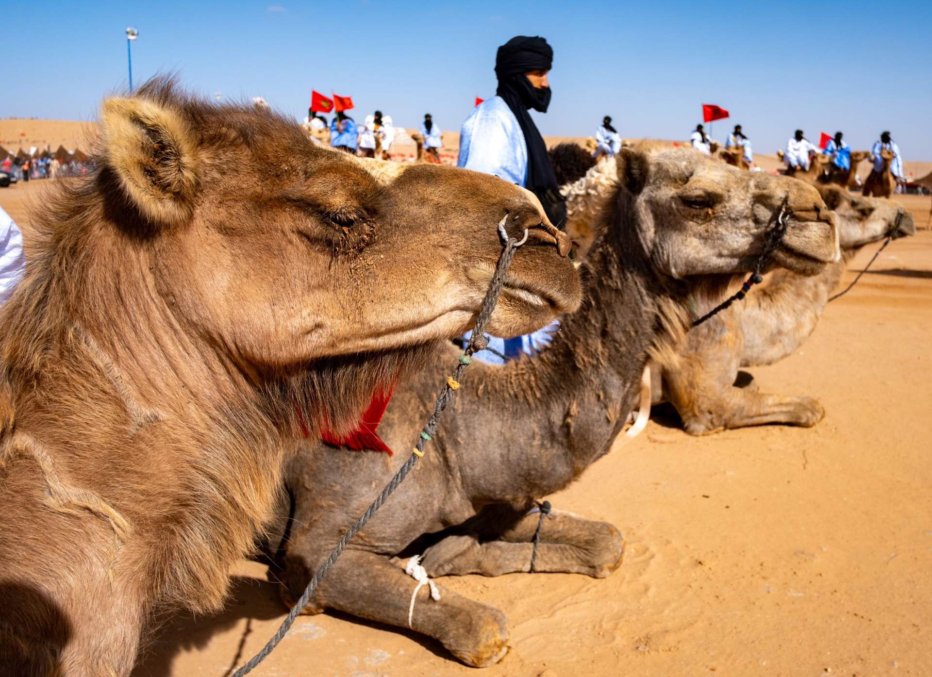 Los camellos, como se denominan en Emiratos a los dromedarios de Marruecos, son parte esencial del encuentro. (Julián Pérez)
