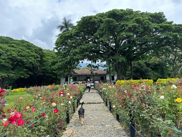 La entrada a la antigua hacienda está enmarcada por un espectacular jardín de rosas. (Patricia Mogollón)