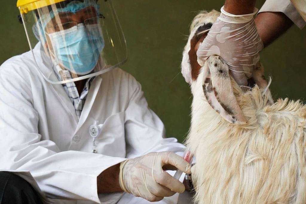Cabras y ovejas son sometidas a estrictos controles a su llegada a los puertos de Emiratos Árabes. (WAM)