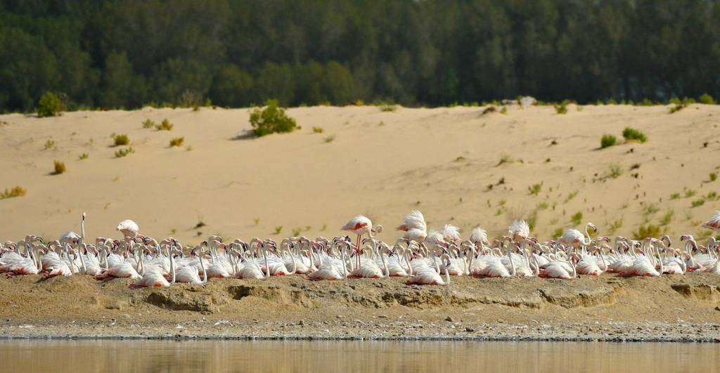 Miles de flamencos descansan en el humedal de la Reserva  Al Wathba en Abu Dhabi. (WAM)