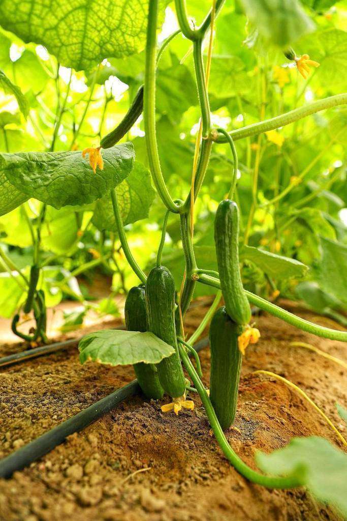 Planta de pepinos en un invernadero de Al Ain. (WAM)
