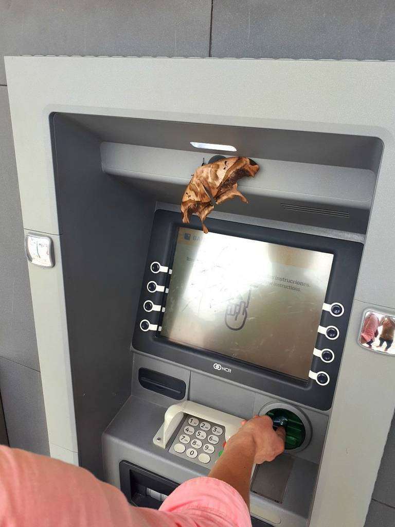 Una espectacular mariposa se posa sobre un cajero automático en Mindo. (Rafael G. Gacía de Cosío)