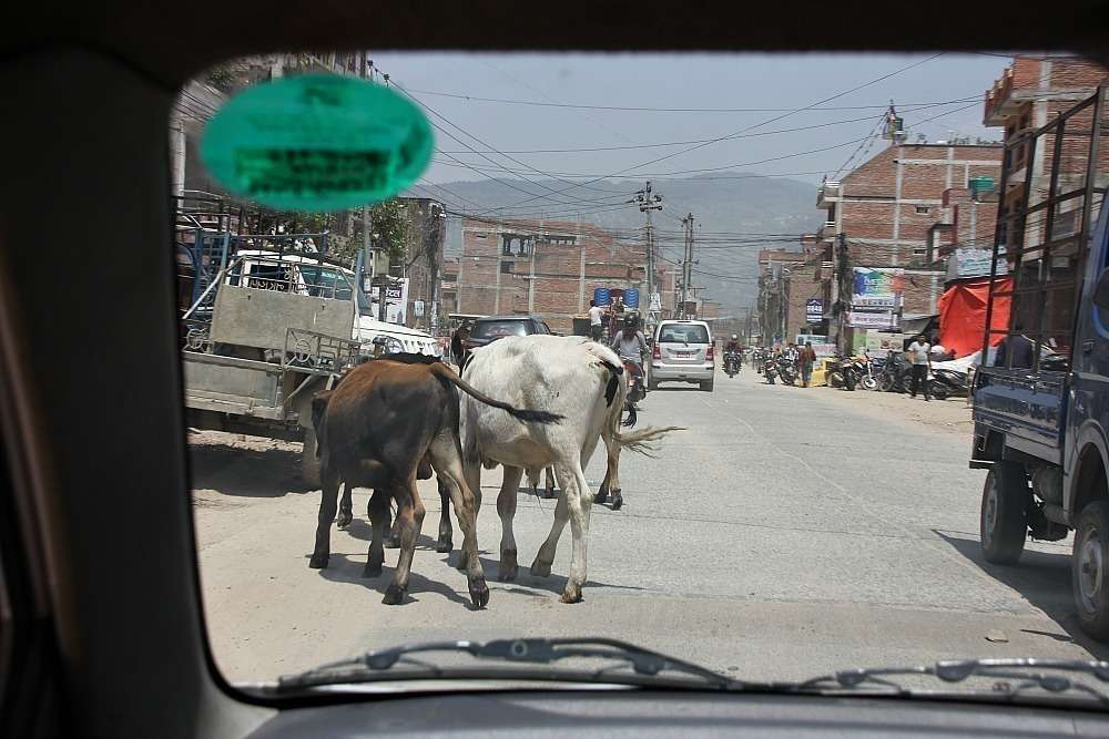Las vacas conviven con el tráfico. (EL CORREO)