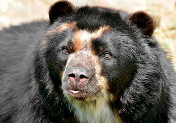 Oso de anteojos, habitante muy especial de los páramos colombianos.
