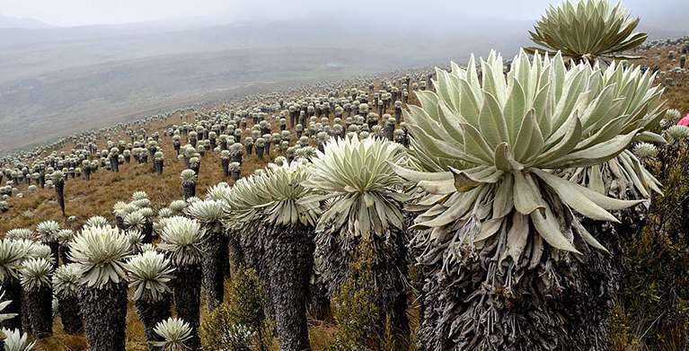 Espectacular belleza del páramo colombiano. Espectacular belleza del páramo colombiano.