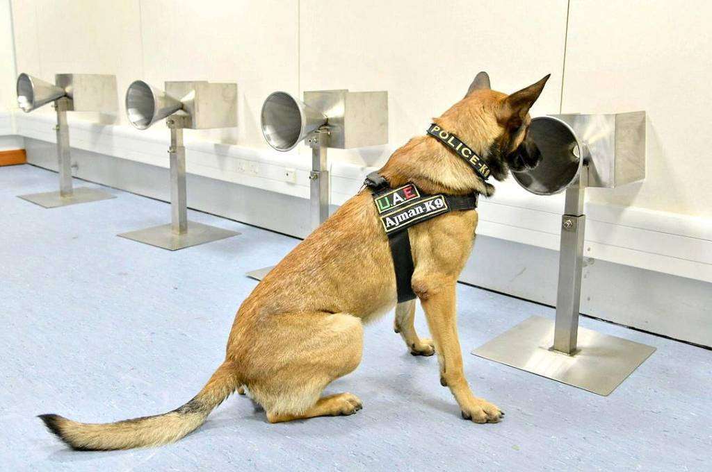 Perro policía entrenado para detectar el coronavirus en aeropuerto emiratí. (WAM)
