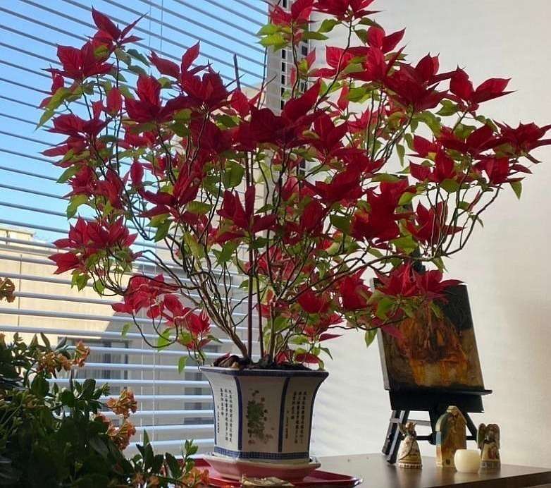 La poinsettia del despacho de Dixon en el Consulado General de Colombia en Chicago vive desde 2017 gracias a las mágicas manos de su esposa, Patricia. (Cedida)