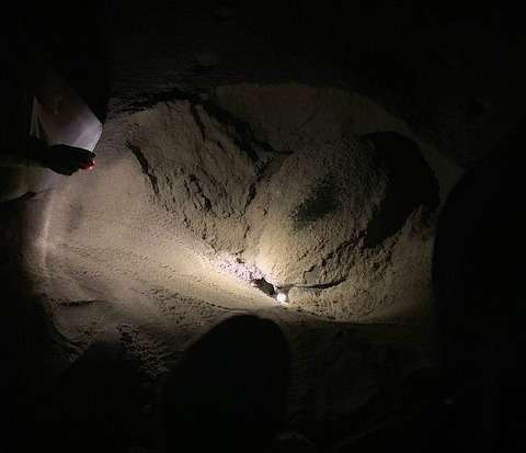 Una tortuga deposita sus huevos en el nido que ha preparado en playa de Ras al Jinz. (M. Pérez / EL CORREO)