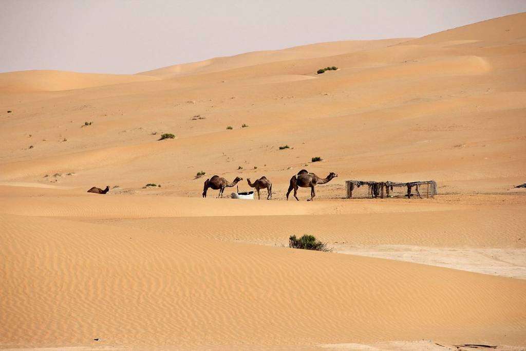Camellos en el impresionante desierto de Liwa. (EL CORREO)