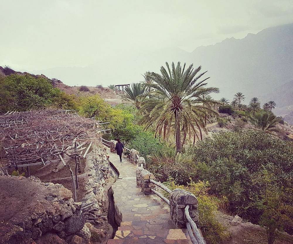 Vista panorámica de la vegetación en los alrededores de Al Ulyah.